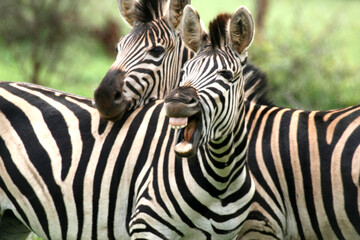 Fototapeta na wymiar Zebra Kruger Park South Africa