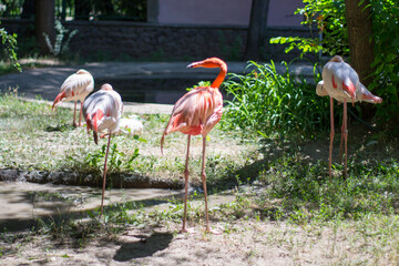 Pink flamingos sleeping in the garden