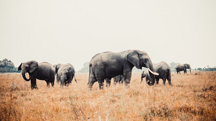 elephants in the savannah