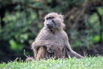 baboon sitting on the ground