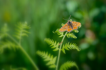 Scarce fritillary bytterfly (Euphydryas aurinia) from Swedish meadows and grassland.