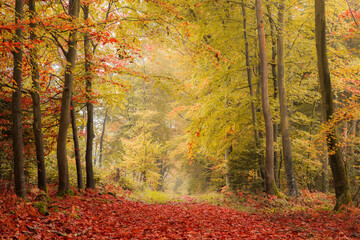 Une forêt en automne - obrazy, fototapety, plakaty