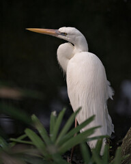 White Heron bird stock photo. Great White Heron. Close-up profile view displaying white plumage, body, head, eye, beak, long neck, with black background in its environment and habitat.