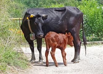 cow with calf © AVD