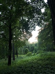 morning in the forest