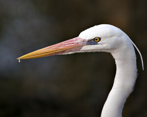 White Heron photos. Image. Great White Heron. Portrait. Picture. Head close-up profile view. Blur background.