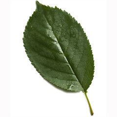 green leaf of cherry tree on white