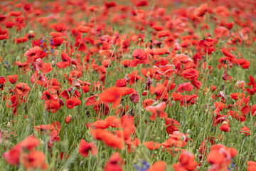 poppy field selective focus
