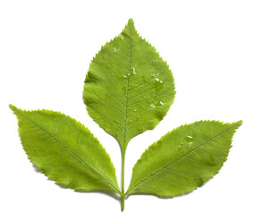 green leaf of ash tree isolated on white background