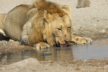 Lion Kruger Park South Africa