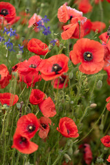 Obraz premium poppy field and blue sky selective focus