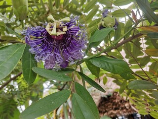 purple orchid in the garden