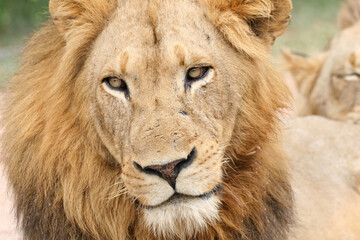 Lion Kruger Park South Africa
