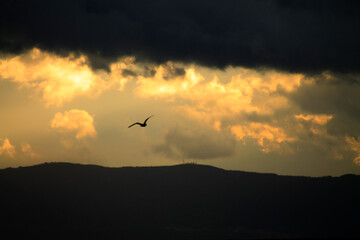 birds in the sky