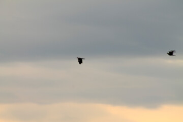 birds in flight