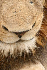 Fototapeta premium Lion Kruger Park South Africa
