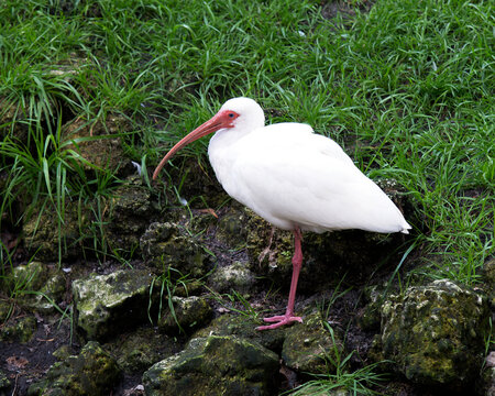 Ibis White Ibis bird stock photos. White Ibis bird standing on moss rock with foliage background in its habitat and environment. Image. Picture. Portrait. Looking to the left.