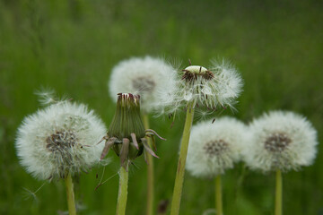 Dandelion flowers with white balls of seeds. Dandelions in the green grass