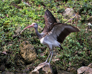 Naklejka premium White Ibis Bird Stock Photos. Image. Portrait. Picture. Juvenile bird. Spread wings. Foliage background. Standing on rock with moss. Picture. Image. Portrait.