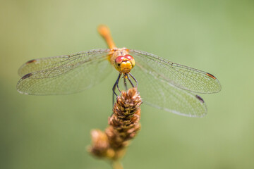 Dragonfly