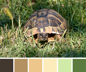Brown turtle (tortoise, Testudinidae, Testudines) among the green grass outdoor. Color palette swatches, natural combination of colors, inspired by nature.