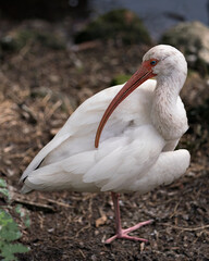 White Ibis Bird Photo. White Ibis bird close-up profile view by the water with a blur background, displaying white feathers, head, eye, beak, neck, in its environment and habitat. Image. Portrait. 