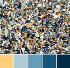 Top view of beautiful colorful seashells and pebbles on beach under transparent sea water. Orange and blue color palette swatches, fresh fashion trends in color combination inspired by natural beauty.