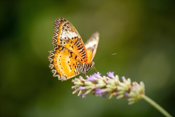 butterfly on flower