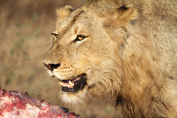 Lion Kruger Park South Africa