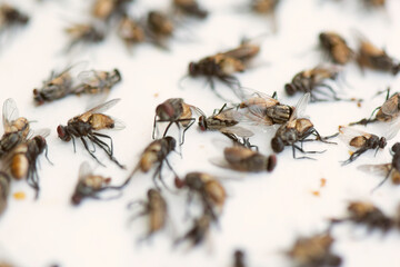 insect fly. macro shot. on white background.