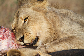 Lion Kruger Park South Africa