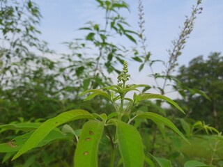 Vitex negundo (Nirgundi) plant with flowers. It's other name Chinese chaste tree, five-leaved chaste tree, or horseshoe vitex, or nisinda.  is a large aromatic shrub. It is an Ayurvedic medicine.