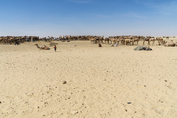 Fototapeta na wymiar A large herd of camels drink water from a water reservoir in the desert, Chad