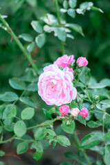 a single flower of a garden rose close up on the background of foliage
