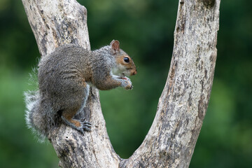 Close up portrait of a Grey Sqirrel (Sciurus carolinensis) in a tree in parkland