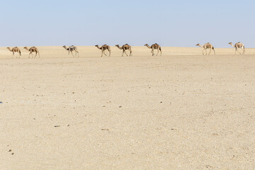 Convoy of Camels rest during in the sahara desert of Erg Djouab, Chad