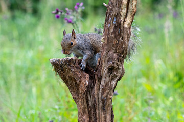 Close up portrait of a Grey Sqirrel (Sciurus carolinensis) in a tree in parkland