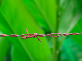 Old rusty barbed wire fence on green nature background and texture.