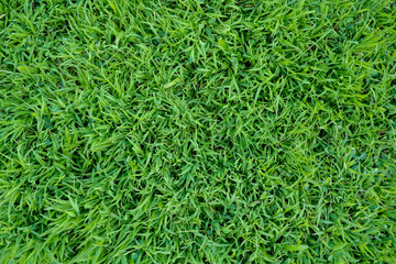 green grass background