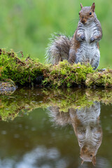 Grey squirrel (Sciurus carolinensis) and reflection in parkland
