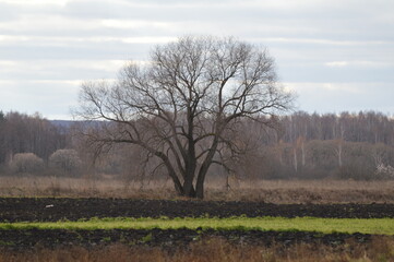 tree in late autumn