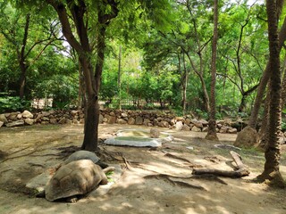 Naklejka premium tropical forest in the jungle