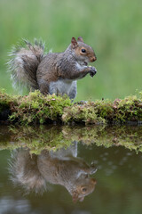 Grey squirrel (Sciurus carolinensis) and reflection in parkland