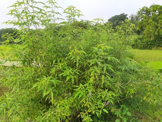 Vitex negundo (Nirgundi) plant . It's other name Chinese chaste tree, five-leaved chaste tree, or horseshoe vitex, or nisinda.  is a large aromatic shrub. It is an Ayurvedic medicine. A wild plant.