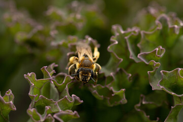 Je te vois, l'abeille !!!