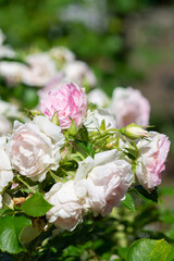 Obraz na płótnie Canvas garden rose Bush in the Park close up
