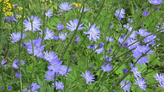 Blue flowers of Common chicory (Cichorium intybus).