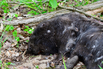 Getöteter Biber  ( Castoridae ) an einem Fischteich