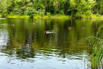 Obraz premium Ducks swim in the pond