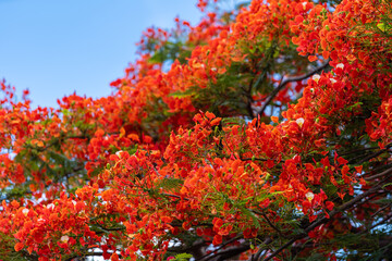 Beautiful Tropical red flowers Royal Poinciana or The Flame Tree (Delonix regia) in Thailand on blue sky the forest summer naturel background.